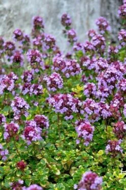Doone Valley Thyme - 6 Pack Of Pink Pots 12 Doone Valley Thyme - 6 Pack Of Pink Pots -Best Plant Shop thymus citriodorus doone valley 3