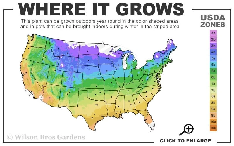 Bernadine Clematis - 1 Gallon Pot 5 Bernadine Clematis - 1 Gallon Pot - Image 3