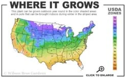 Clair De Lune Clematis - 1 Gallon Pot -Best Plant Shop usda zone map 39