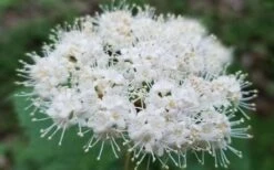 Maple Leaf Viburnum - 3 Gallon Pot -Best Plant Shop viburnum acerifolium maple leaf 15 2