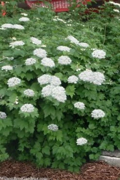 Maple Leaf Viburnum - 1 Gallon Pot 16 Maple Leaf Viburnum - 1 Gallon Pot -Best Plant Shop viburnum acerifolium maple leaf 16
