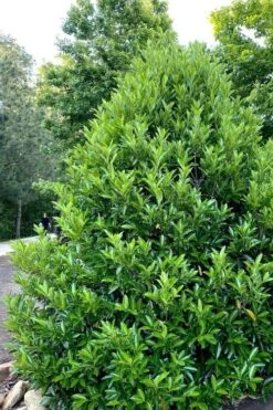 Mirror Leaf Sweet Viburnum - 3 Gallon Pot 10 Mirror Leaf Sweet Viburnum - 3 Gallon Pot -Best Plant Shop viburnum awabuki chindo 3 1