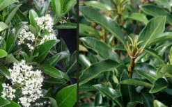 Mirror Leaf Sweet Viburnum - 3 Gallon Pot 11 Mirror Leaf Sweet Viburnum - 3 Gallon Pot -Best Plant Shop viburnum awabuki chindo 4 1