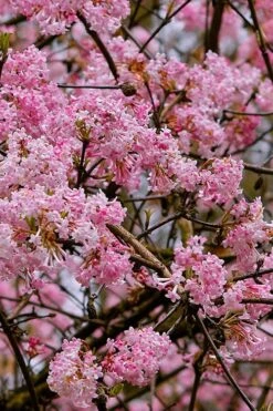Pink Dawn Fragrant Viburnum - 1 Gallon Pot 16 Pink Dawn Fragrant Viburnum - 1 Gallon Pot -Best Plant Shop viburnum bodnantense dawn 1