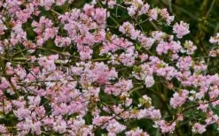 Pink Dawn Fragrant Viburnum - 1 Gallon Pot 21 Pink Dawn Fragrant Viburnum - 1 Gallon Pot -Best Plant Shop viburnum bodnantense dawn 11