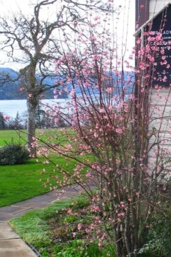 Pink Dawn Fragrant Viburnum - 1 Gallon Pot 18 Pink Dawn Fragrant Viburnum - 1 Gallon Pot -Best Plant Shop viburnum bodnantense dawn 13