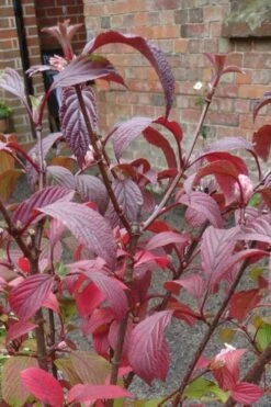 Pink Dawn Fragrant Viburnum - 1 Gallon Pot 22 Pink Dawn Fragrant Viburnum - 1 Gallon Pot -Best Plant Shop viburnum bodnantense dawn 15