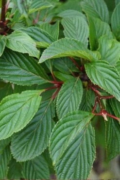 Pink Dawn Fragrant Viburnum - 1 Gallon Pot 23 Pink Dawn Fragrant Viburnum - 1 Gallon Pot -Best Plant Shop viburnum bodnantense dawn 16