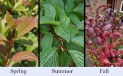 Pink Dawn Fragrant Viburnum - 1 Gallon Pot 19 Pink Dawn Fragrant Viburnum - 1 Gallon Pot -Best Plant Shop viburnum bodnantense dawn 19