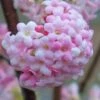 Pink Dawn Fragrant Viburnum - 1 Gallon Pot 2 Pink Dawn Fragrant Viburnum - 1 Gallon Pot -Best Plant Shop viburnum bodnantense dawn 20