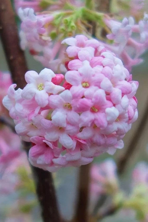 Pink Dawn Fragrant Viburnum - 1 Gallon Pot 3 Pink Dawn Fragrant Viburnum - 1 Gallon Pot