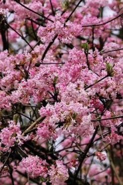 Pink Dawn Fragrant Viburnum - 1 Gallon Pot 17 Pink Dawn Fragrant Viburnum - 1 Gallon Pot -Best Plant Shop viburnum bodnantense dawn 4