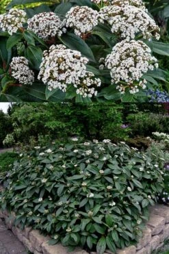 David Viburnum - 3 Gallon Pot -Best Plant Shop viburnum davidii 15