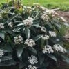 David Viburnum - 3 Gallon Pot -Best Plant Shop viburnum davidii 18