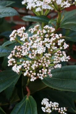 David Viburnum - 3 Gallon Pot -Best Plant Shop viburnum davidii 5