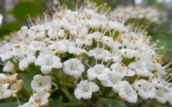 Mohican Arrowwood Viburnum - 6 Gallon Pot (4-5') 17 Mohican Arrowwood Viburnum - 6 Gallon Pot (4-5') -Best Plant Shop viburnum lantana mohican 1
