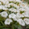 Mohican Arrowwood Viburnum - 6 Gallon Pot (4-5') -Best Plant Shop viburnum lantana mohican 2