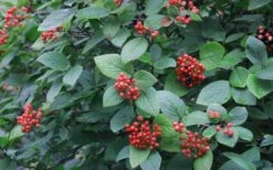 Mohican Arrowwood Viburnum - 6 Gallon Pot (4-5') 16 Mohican Arrowwood Viburnum - 6 Gallon Pot (4-5') -Best Plant Shop viburnum lantana mohican 3