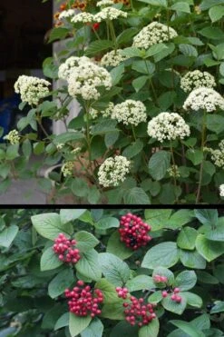 Mohican Arrowwood Viburnum - 6 Gallon Pot (4-5') 15 Mohican Arrowwood Viburnum - 6 Gallon Pot (4-5') -Best Plant Shop viburnum lantana mohican 4