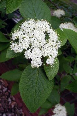 Mohican Arrowwood Viburnum - 6 Gallon Pot (4-5') 14 Mohican Arrowwood Viburnum - 6 Gallon Pot (4-5') -Best Plant Shop viburnum lantana mohican 5