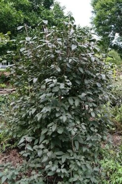Mohican Arrowwood Viburnum - 6 Gallon Pot (4-5') 13 Mohican Arrowwood Viburnum - 6 Gallon Pot (4-5') -Best Plant Shop viburnum lantana mohican 6