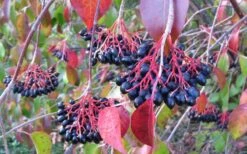 Nannyberry Viburnum - 3 Gallon Pot -Best Plant Shop viburnum lentago nannyberry 2