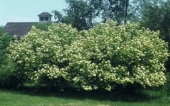 Nannyberry Viburnum - 3 Gallon Pot -Best Plant Shop viburnum lentago nannyberry 4