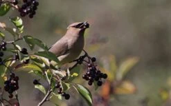 Nannyberry Viburnum - 3 Pack Of 1.5 Quart Pots -Best Plant Shop viburnum lentago nannyberry 5 1
