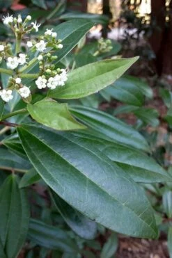 Moonlit Lace Viburnum - 3 Gallon Pot 12 Moonlit Lace Viburnum - 3 Gallon Pot -Best Plant Shop viburnum moonlit lace 5 1