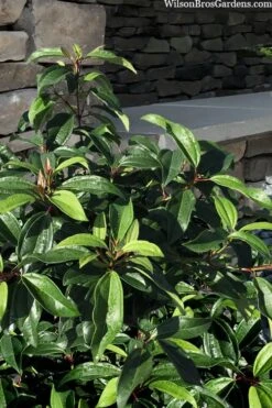 Moonlit Lace Viburnum - 1 Gallon Pot -Best Plant Shop viburnum moonlit lace 8