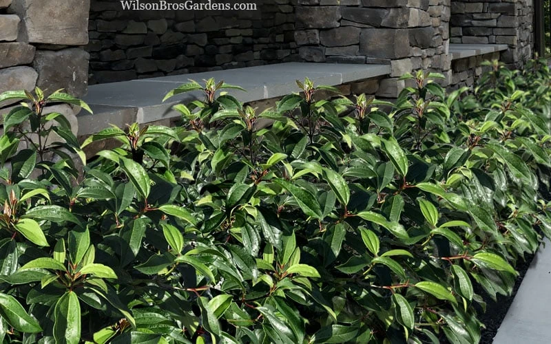 Moonlit Lace Viburnum - 3 Gallon Pot 6 Moonlit Lace Viburnum - 3 Gallon Pot - Image 4