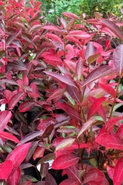 Winterthur Viburnum - 1 Gallon Pot -Best Plant Shop viburnum nudum winterthur 100