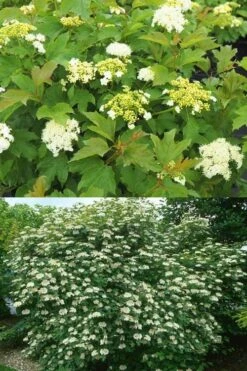 Dwarf European Cranberry Bush - 1 Gallon Pot -Best Plant Shop viburnum opulus compactum dwarf european cranberry bush 10 1