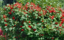 Dwarf European Cranberry Bush - 1 Gallon Pot -Best Plant Shop viburnum opulus compactum dwarf european cranberry bush 2 1
