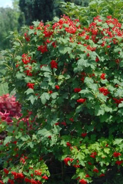 Dwarf European Cranberry Bush - 1 Gallon Pot -Best Plant Shop viburnum opulus compactum dwarf european cranberry bush 3 1