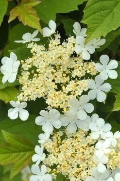 Dwarf European Cranberry Bush - 1 Gallon Pot -Best Plant Shop viburnum opulus compactum dwarf european cranberry bush 4 1