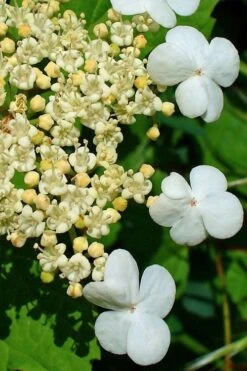 Dwarf European Cranberry Bush - 5 Gallon Pot -Best Plant Shop viburnum opulus compactum dwarf european cranberry bush 7