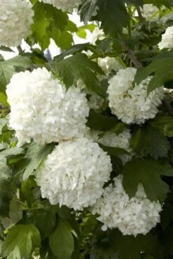 Eastern Snowball Viburnum Bush - 1 Gallon Pot 16 Eastern Snowball Viburnum Bush - 1 Gallon Pot -Best Plant Shop viburnum opulus sterile eastern snowball 2