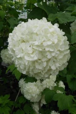 Eastern Snowball Viburnum Bush - 3 Gallon Pot 14 Eastern Snowball Viburnum Bush - 3 Gallon Pot -Best Plant Shop viburnum opulus sterile eastern snowball 3 1
