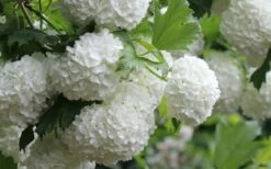 Eastern Snowball Viburnum Bush - 1 Gallon Pot 17 Eastern Snowball Viburnum Bush - 1 Gallon Pot -Best Plant Shop viburnum opulus sterile eastern snowball 4