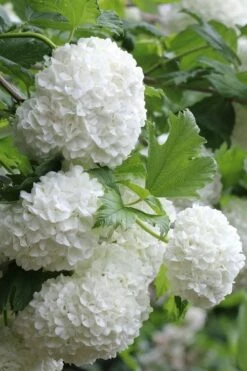 Eastern Snowball Viburnum Bush - 1 Gallon Pot 15 Eastern Snowball Viburnum Bush - 1 Gallon Pot -Best Plant Shop viburnum opulus sterile eastern snowball 5