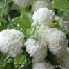 Eastern Snowball Viburnum Bush - 1 Gallon Pot 2 Eastern Snowball Viburnum Bush - 1 Gallon Pot -Best Plant Shop viburnum opulus sterile eastern snowball 6