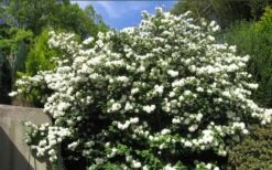 Japanese Snowball Bush (Viburnum Plicatum) - 2 Gallon Pot -Best Plant Shop viburnum plicatum japanese snowball bush flowers 15