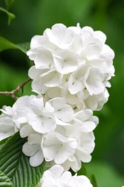 Japanese Snowball Bush (Viburnum Plicatum) - 2 Gallon Pot -Best Plant Shop viburnum plicatum japanese snowball flowers 10