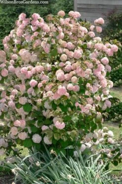 Kern's Pink Snowball Viburnum Bush - 2 Gallon Pot -Best Plant Shop viburnum plicatum kerns pink snowball 9