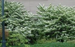 Japanese Doublefile Viburnum - 2 Gallon Pot 17 Japanese Doublefile Viburnum - 2 Gallon Pot -Best Plant Shop viburnum plicatum tomentosum japanese doublefile 1