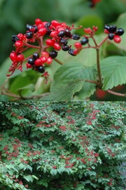 Japanese Doublefile Viburnum - 2 Gallon Pot 16 Japanese Doublefile Viburnum - 2 Gallon Pot -Best Plant Shop viburnum plicatum tomentosum japanese doublefile 2