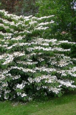 Japanese Doublefile Viburnum - 2 Gallon Pot 19 Japanese Doublefile Viburnum - 2 Gallon Pot -Best Plant Shop viburnum plicatum tomentosum japanese doublefile 5