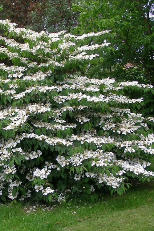 Japanese Doublefile Viburnum - 2 Gallon Pot 11 Japanese Doublefile Viburnum - 2 Gallon Pot - Image 9