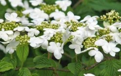 Japanese Doublefile Viburnum - 2 Gallon Pot 18 Japanese Doublefile Viburnum - 2 Gallon Pot -Best Plant Shop viburnum plicatum tomentosum japanese doublefile 6